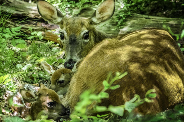 小鹿和新生的双胞胎小鹿