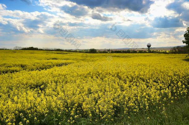 <strong>春天</strong>，黄色开花油籽在多云的蓝天上的田野（甘蓝型油菜），盛开的<strong>油菜花</strong>