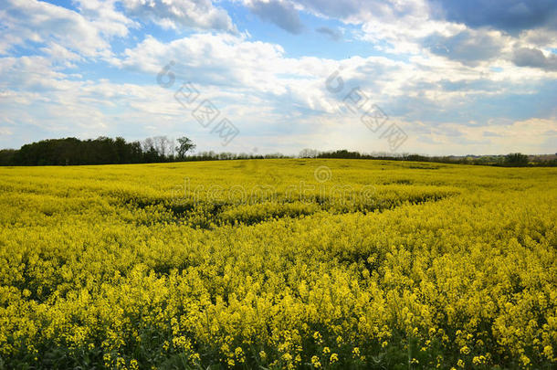 春天，黄色开花油籽在多云的蓝天上的田野（甘蓝型油菜），盛开的油菜花