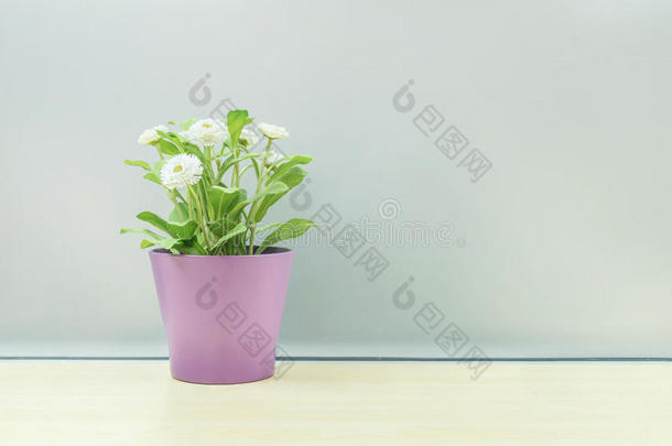 特写的人造植物，白色的花在紫色的花盆上，在模糊的木桌上，磨砂的玻璃墙纹理背景上