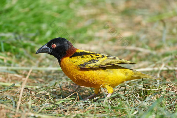 乡村<strong>织布</strong>工（ploceus cucullatus）