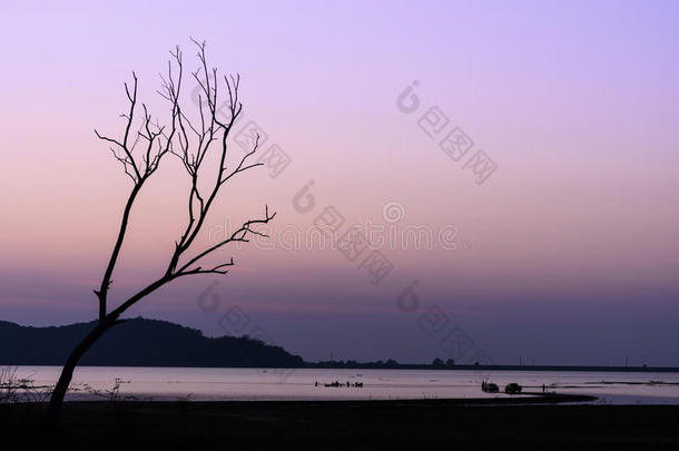 美丽的剪影，干燥的树和湖在黄昏的天空