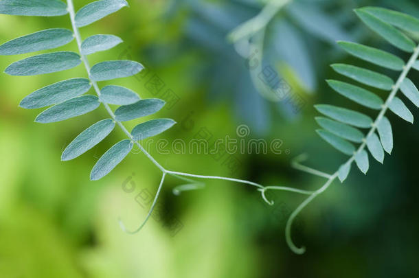 连接概念图像。 两种绿叶相连的植物。 柔和而模糊的背景。 宏观观点。 浅薄