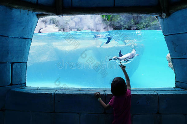 在水族馆里看企鹅的女孩