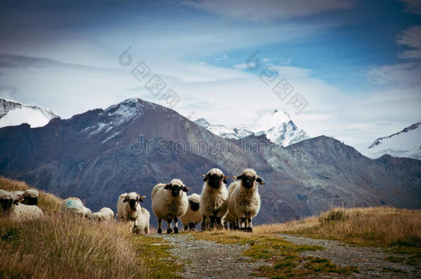 一群黑鼻子的瑞士绵羊(Ovis白羊座)，瑞士阿尔卑斯山