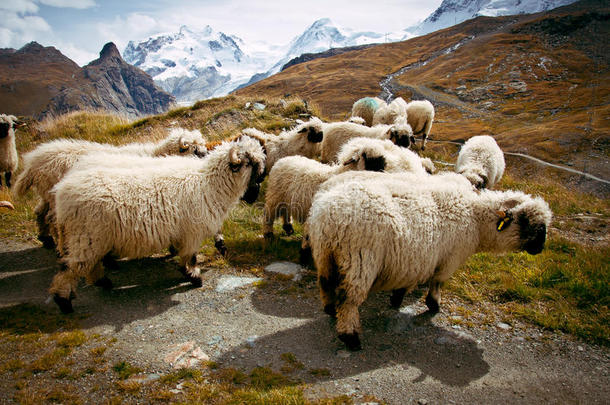 一群黑鼻子的瑞士绵羊(Ovis白羊座)，瑞士阿尔卑斯山，瑞士