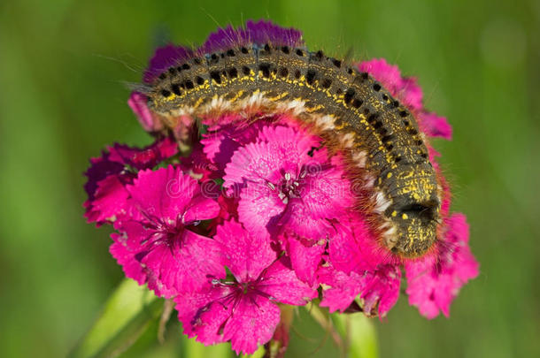 毛茸茸的斑点毛毛虫在康乃馨花上爬行。