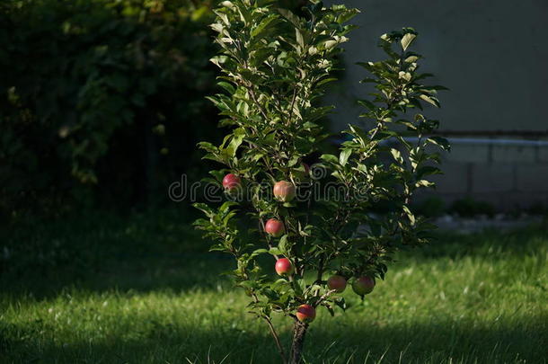 苹果树上满是红熟的苹果。 许多水果已经躺在树下了。