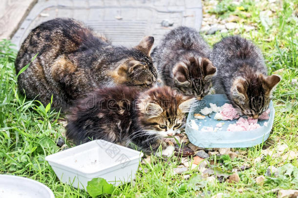 照顾猫白天吃猫科动物