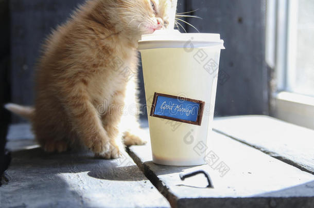 早上好，咖啡杯和小姜小猫