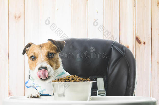 狗在木屋吃碗里的干粮