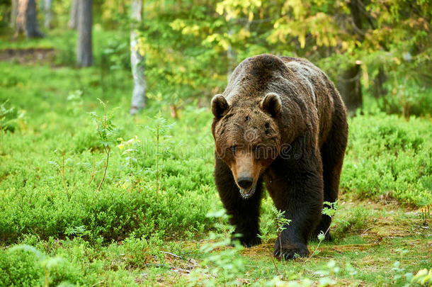 森林里的大棕熊