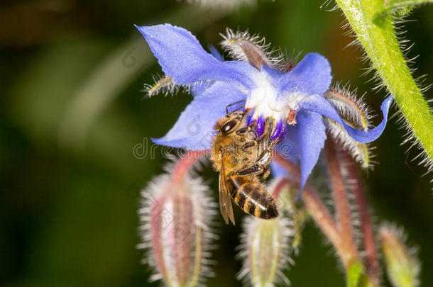 蜜蜂授粉蓝色紫色星花硼