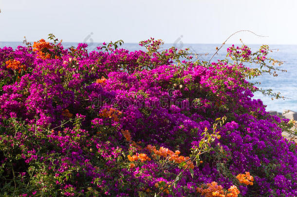 鲜艳的颜色是纸花。 紫罗兰色的灌木丛