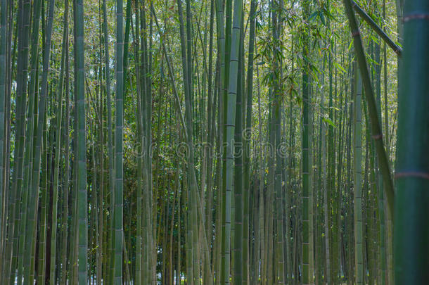 绿色竹林在花园京都，日本背景