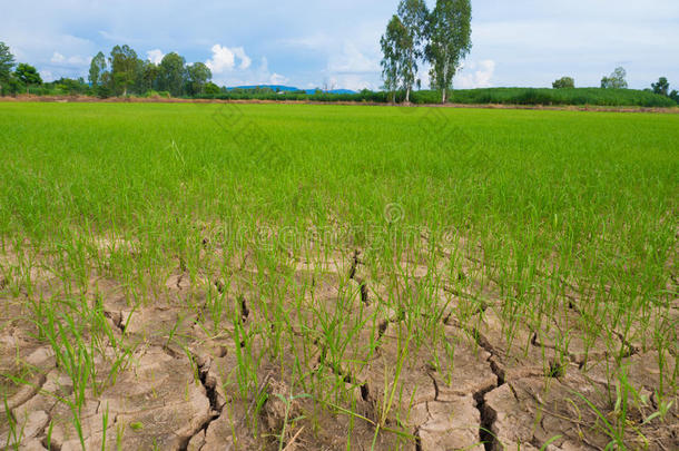 绿色<strong>水稻幼苗</strong>和干土是裂谷。