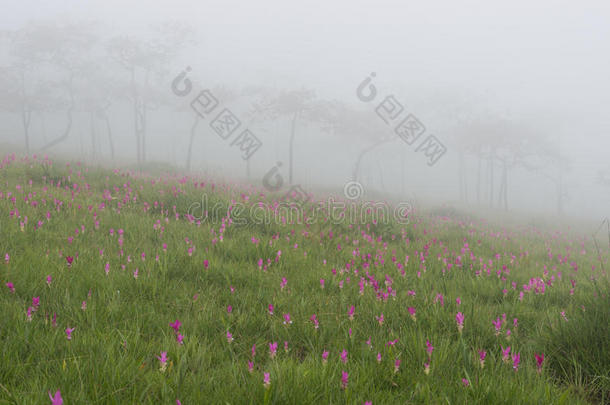 野生暹罗郁金香<strong>花圃</strong>