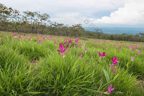 野生暹罗郁金香<strong>花圃</strong>