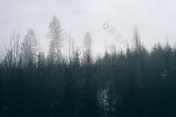 森林里的雾。 彩色照片