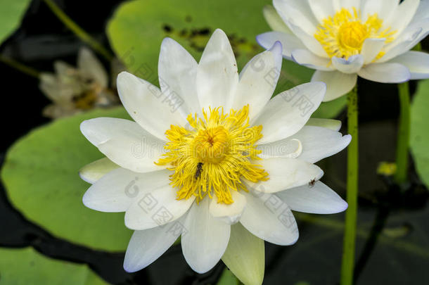 <strong>白莲花</strong>