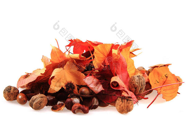 秋季橡子等秋季纪念品