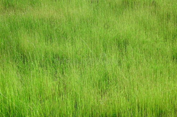 高山草甸上新鲜的绿色高草。 暑期背景