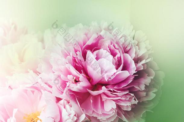 花卉壁纸，背景从花瓣。 趋势颜色粉红色和绿色。 <strong>牡丹</strong>，<strong>牡丹</strong>，玫瑰花。 绽放爱情骗局