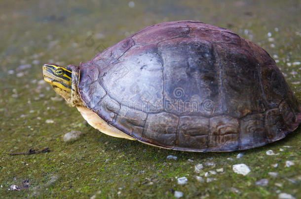 安博伊娜盒子海龟在混凝土上。