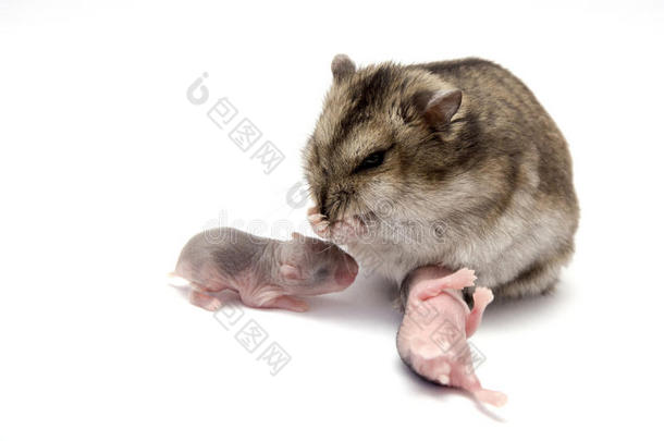 小仓鼠和他们的母亲