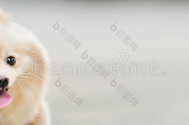 可爱的波美拉尼亚狗笑得很有趣，有复制空间，水平矩形图像，专注于眼睛