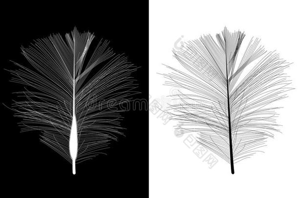 黑白鸟羽毛绘制在矢量插图。