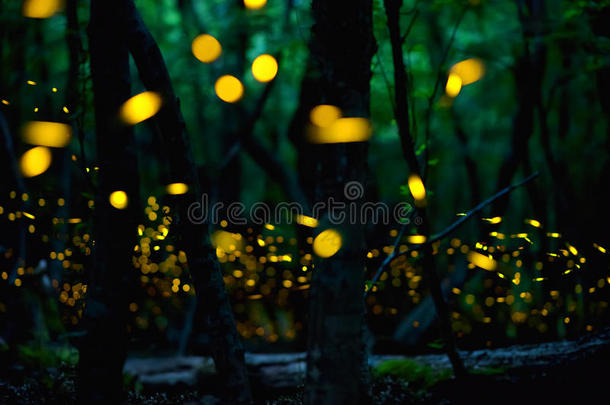 萤火虫在保加利亚布尔加斯市附近的夏天