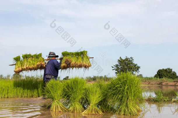 携带水稻幼苗。