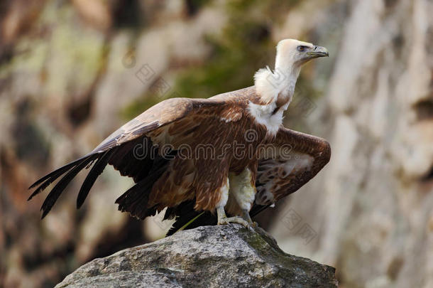 格里芬秃鹫，陀螺，坐在石头上的大猎物。 岩石山上的秃鹫。 自然界中的秃鹫