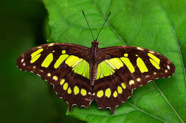 美丽的蝴蝶变质在自然栖息地，来自哥斯达黎加。 绿色森林里的蝴蝶。 很好的昆虫坐在上面