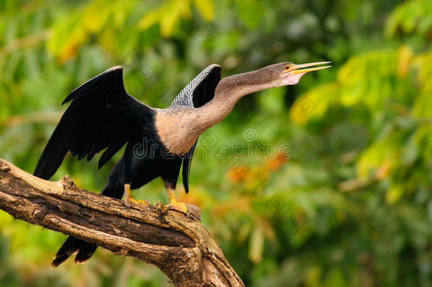 阿辛加，水鸟在河流自然栖息地。 来自哥斯达黎加的水鸟。 水里的动物。 有原木脖子和比尔的鸟。 她