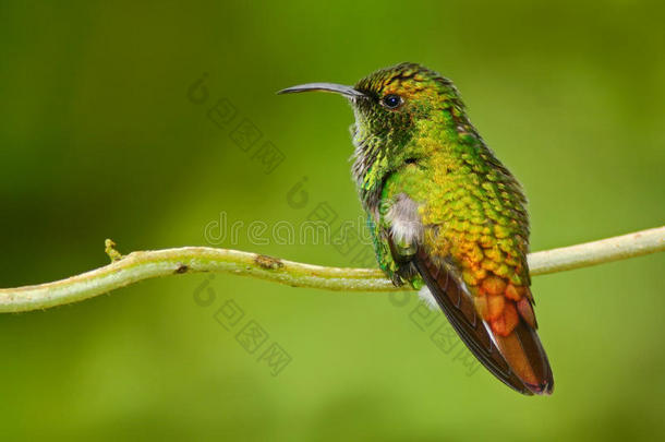 美丽的蜂鸟。铜头翡翠，<strong>猫王</strong>，美丽的蜂鸟，绿色的鸟，热带森林的景色