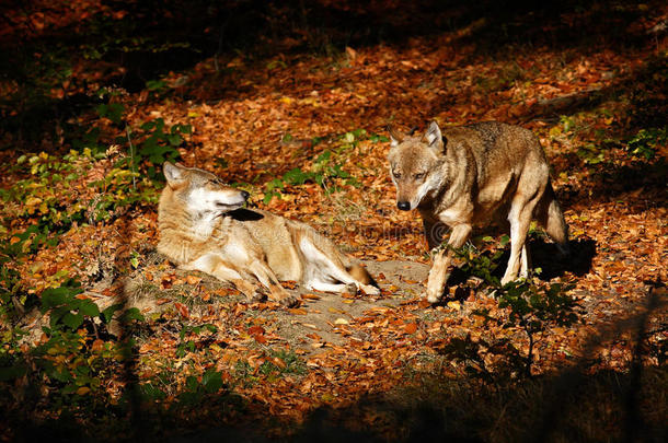 灰<strong>狼</strong>，犬<strong>狼</strong>疮，在橙色的叶子里。 秋天橙色森林里的两只<strong>狼</strong>。 自然栖息地的动物。 野生动物现场
