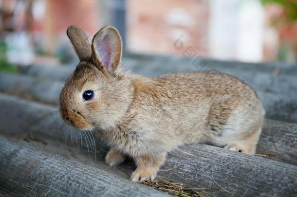 灰色背景下的毛茸茸的棕色兔子，复活节兔子的概念。 宏观视野，浅景深，软焦点。