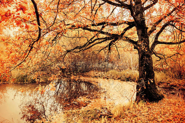 秋季多云天气下池塘边老橡树的秋季多云景观