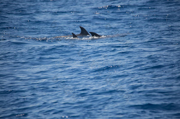 海豚一家人一起在海里游泳，看海豚