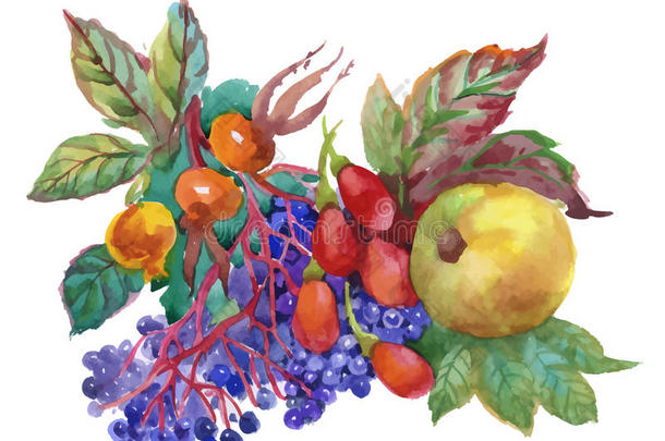 秋季水彩<strong>插</strong>图与<strong>茱萸</strong>，苹果和其他水果在白色背景。