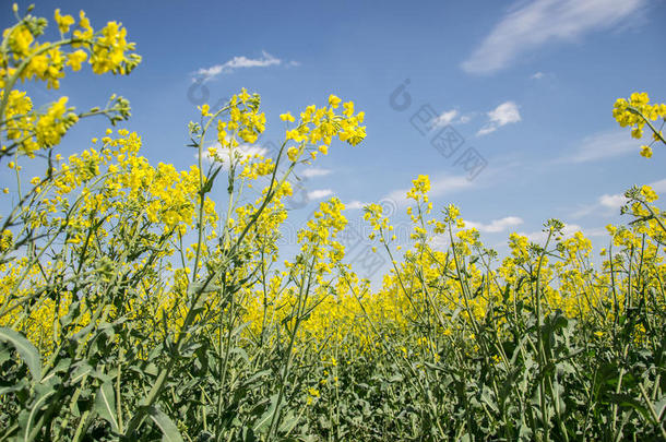 <strong>春天</strong>，黄色开花油籽在多云的蓝天上的田野（甘蓝型油菜），盛开的<strong>油菜花</strong>