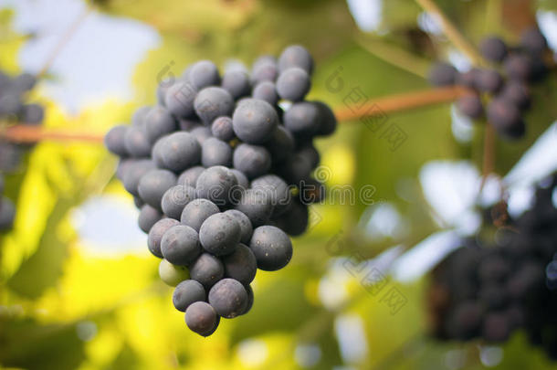 成群的红酒葡萄生长在意大利的田野里。 近距离观看新鲜红酒葡萄。 成群的红酒葡萄