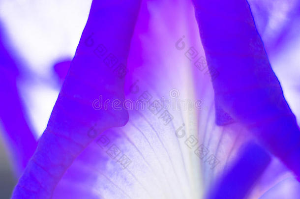 抽象花瓣深紫色背景