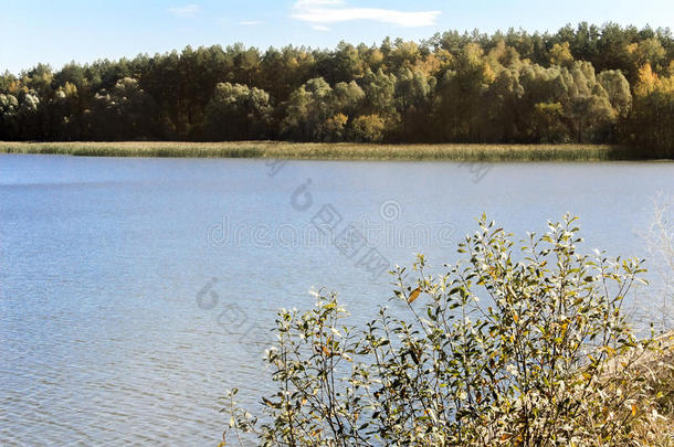 美丽的大湖畔的秋林