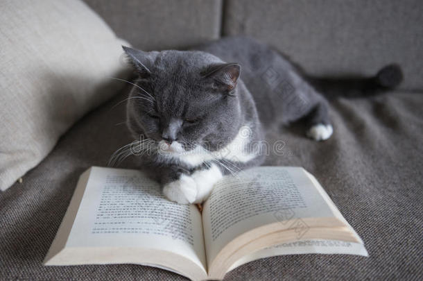 动物室内<strong>书房</strong>书猫可爱的