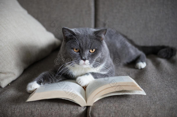 动物室内书房书猫可爱的