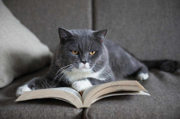 动物室内<strong>书房</strong>书猫可爱的