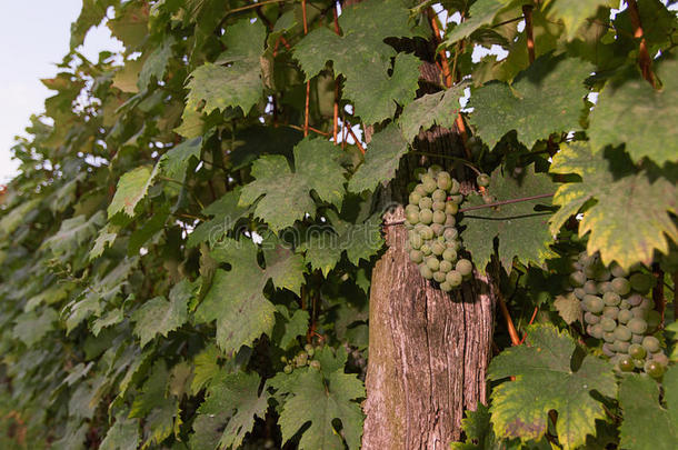 葡萄园里生长的一串绿色葡萄酒葡萄。 近距离观看新鲜的绿色葡萄酒葡萄。 一束绿色的葡萄酒葡萄挂在上面